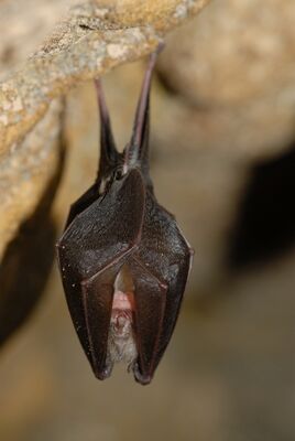 Nuit de la chauve souris 24 août.jpg