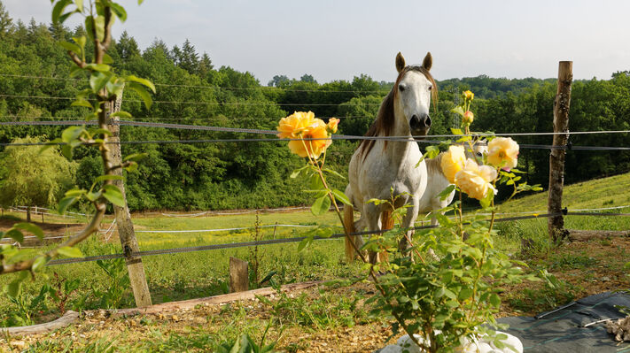 Chevaux Full HD.jpg