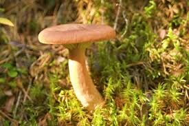 champignons.jpg