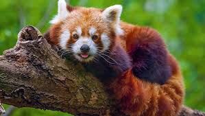 panda.jpg