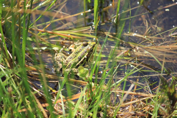 13042017 - Sortie nature découverte - PNRFO-JS.jpg