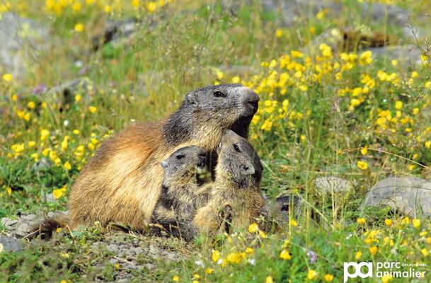 marmote 2.jpg