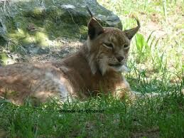 lynx.jpg