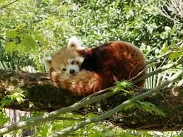panda 2.jpg