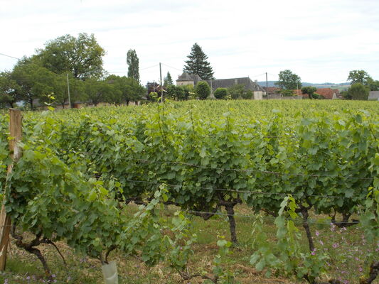 Vignes(2).JPG