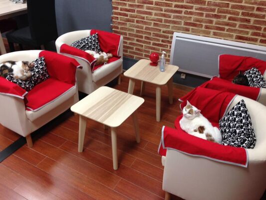 Valenciennes - Le Chat Fait des Délices - Restaurant - Salon - 2018.jpg