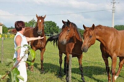 St Amand sur Sèvre-le petit Puy Loup-chevaux.jpg