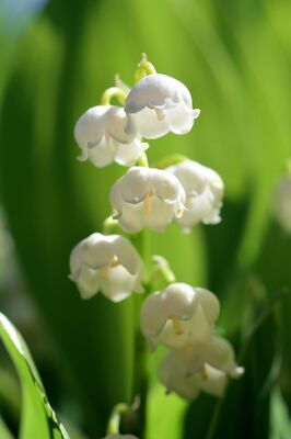 muguet.jpg