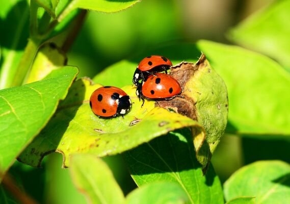 coccinelle-insecte-images-photos-gratuites-libres-de-droits1-1560x1096.jpg