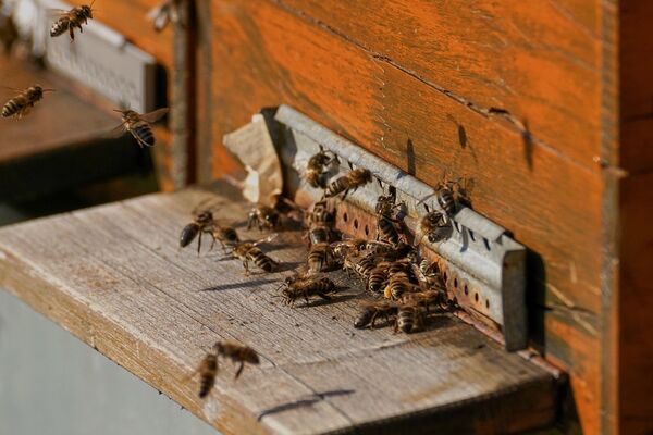 abeilles.jpg
