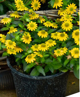 vignette Foire Fleurs Jardin.jpg