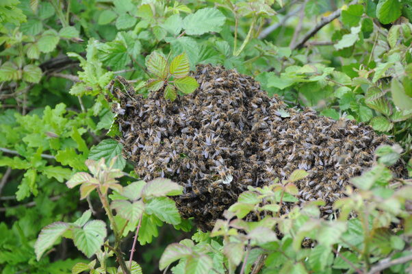 DSC_1007.JPG