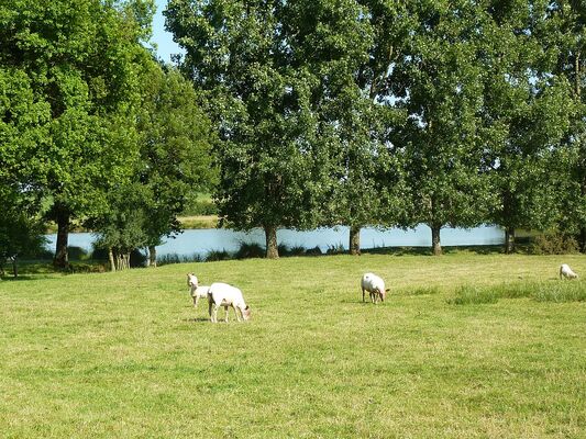 rorthais-gite-charmille-moutons©BenedicteBesnard.jpg