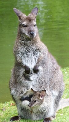 wallaby.JPG