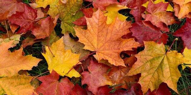 AUTOMNE.jpeg
