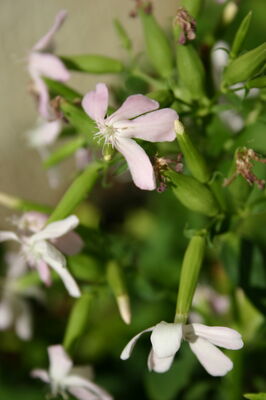 Sortie Histoire de plantes 11 août.JPG