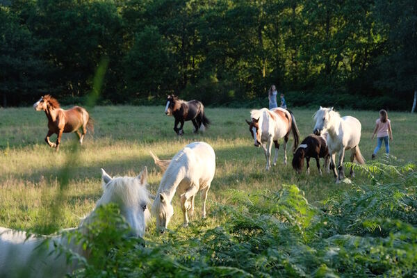 Centre_Equestre_Crinieres_Ouest_Lanvenegen (3).jpg