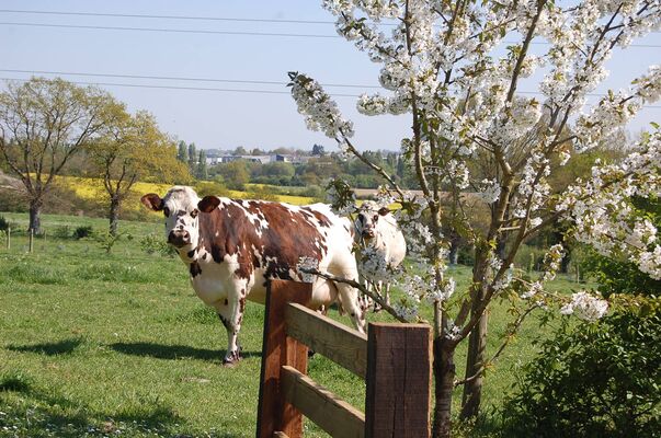 ferme chenot.jpg