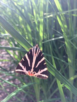 Papillons et compagnie.JPG