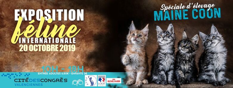 salon-chat-cité-congrès.jpg