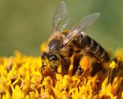 abeille.jpg