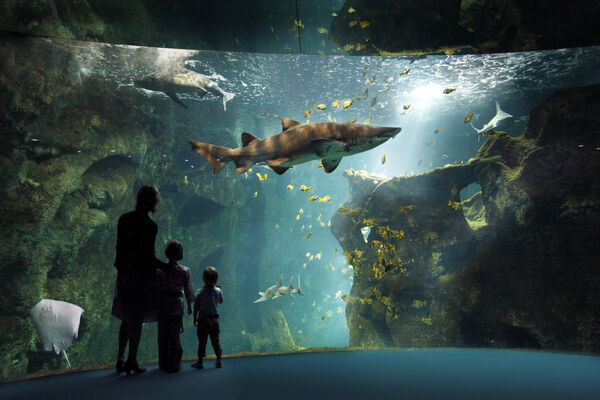 amphithéatre des requins (c) aquarium la rochelle SAS.jpg