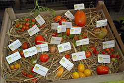 fête des jardiniers.jpg