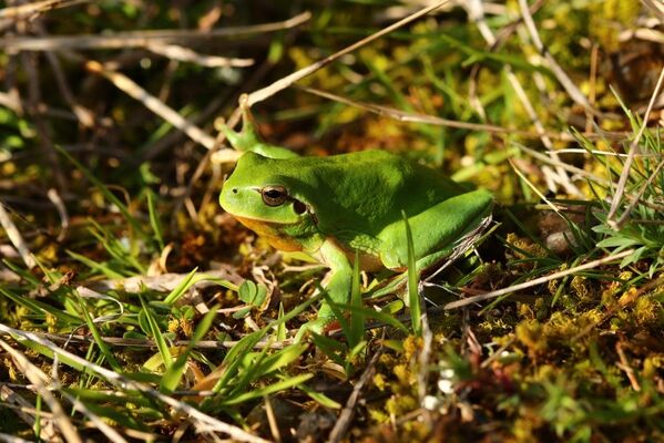 29.03.2019 Grenouilles, Crapauds et trame sombre.JPG