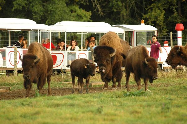 bisons.JPG