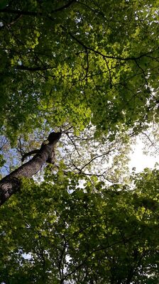 Arbres remarquables - PnrFO LaeB sit.jpg