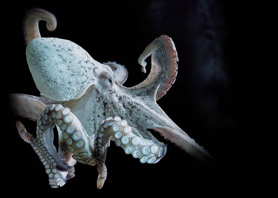 poulpe(c)AquariumLaRochelle SAS.jpg