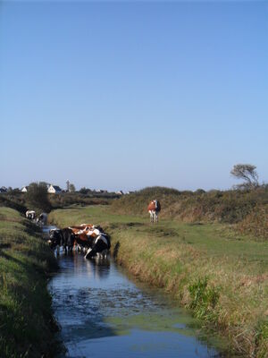 circuit randonnée les marais de lescors ©Sandrine CCPBS (2).JPG
