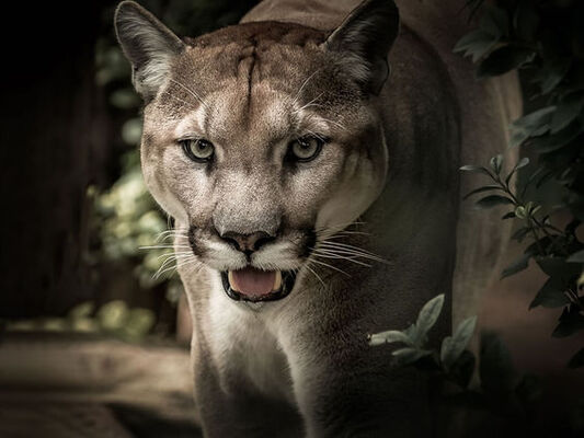 csm_felin_puma_bd9d940837.jpg
