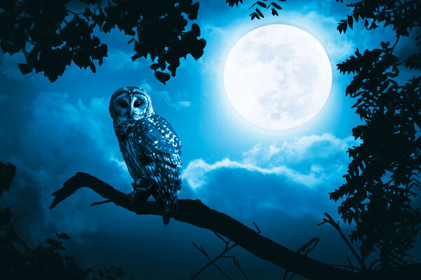 Balade_nocturne_La_Roche_Posay.jpg