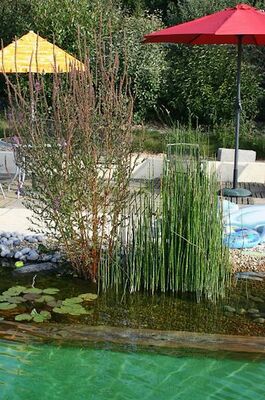 piscine naturelle-sit.jpg
