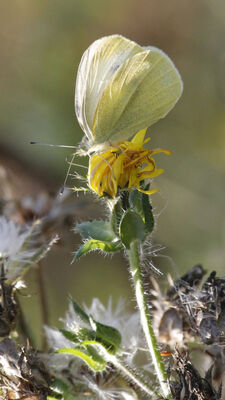 papillon-credit dominique Chaud.jpg
