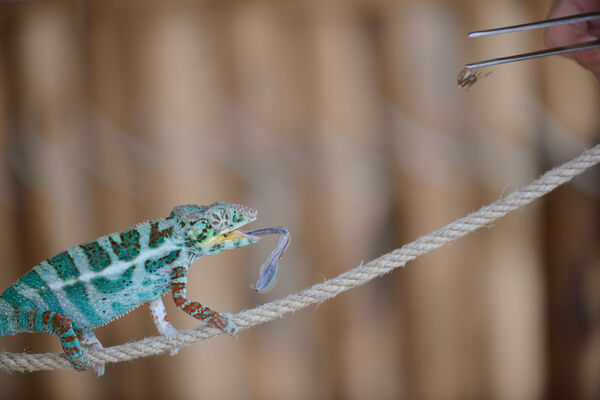 Planète des Crocodiles - Civaux - 2017 - ©Momentum Productions Mickaël Planes (50).JPG