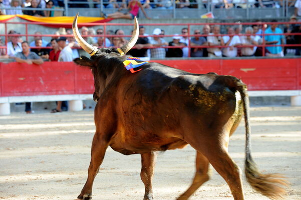 Course Camarguaise 005.jpg