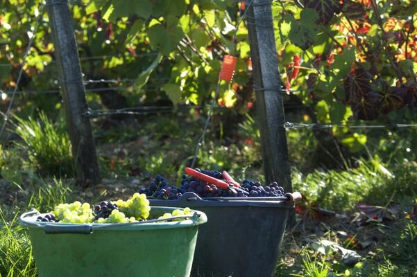 Vendanges.jpg