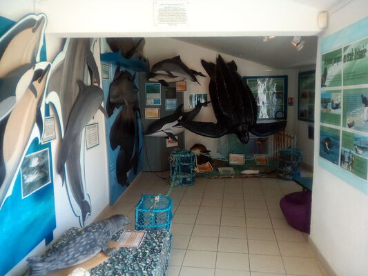 Salle tortues Dr Raymond DUGUY.jpg