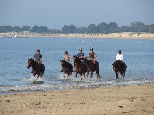 ecuriesdumoulinmoreau-laflotte-iledere-plage.jpg