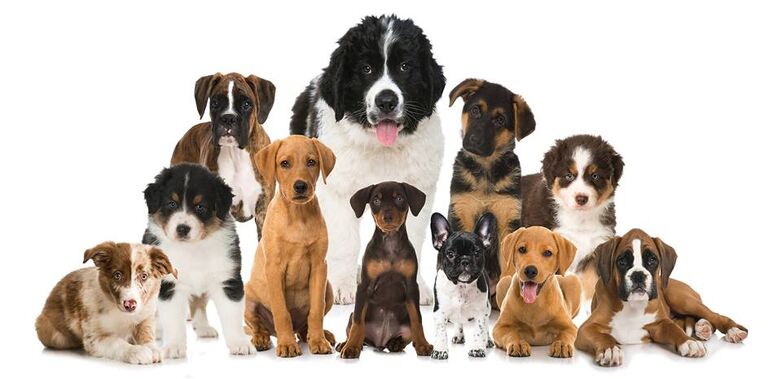 Salon Du Chiot Valenciennes