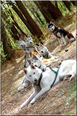 cani_rando_La_Roche_Posay (5).JPG