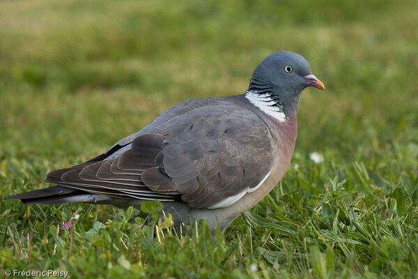 05.02.2020 pigeon ramier.jpg
