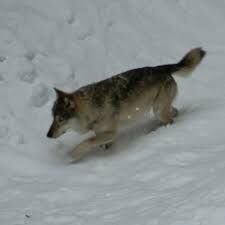 loup.jpg