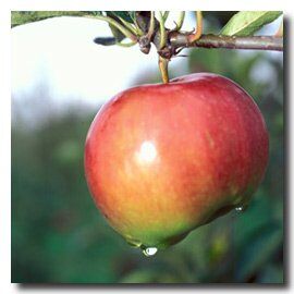 faites-pommes-fresnes-sur-escaut-valenciennes-tourisme-pnr.jpg