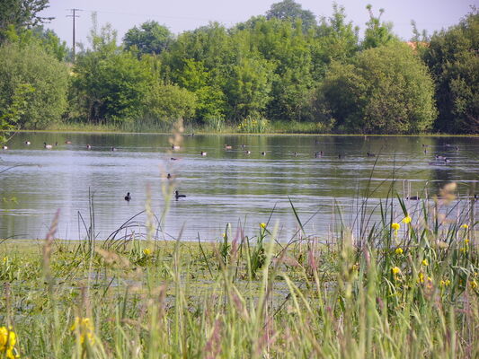 oiseaux_d_eau_beaurepaire©cren-pc.JPG