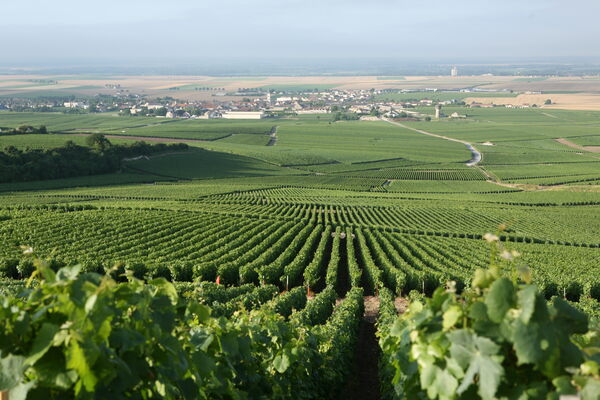 Bouzy Vineyard 4.JPG