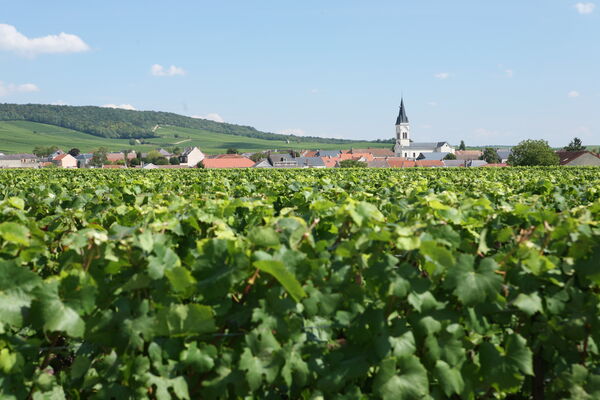 Bouzy Vineyard.JPG