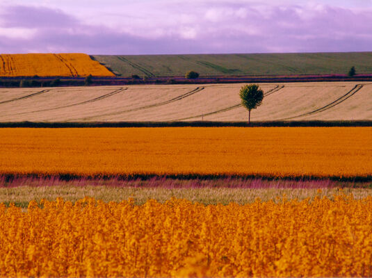 Couleur de printemps.jpg